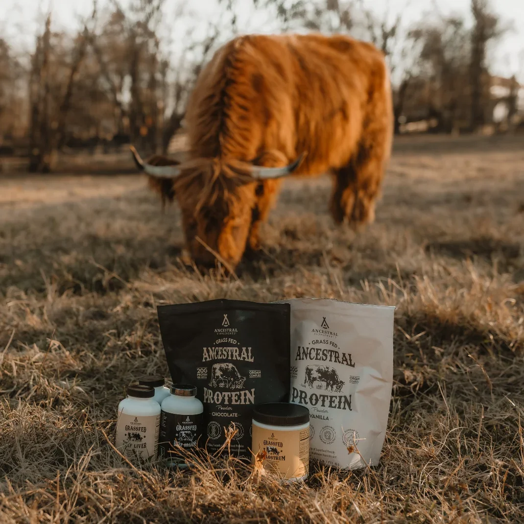 A Highland cow grazing behind Ancestral Supplements pouches and bottles