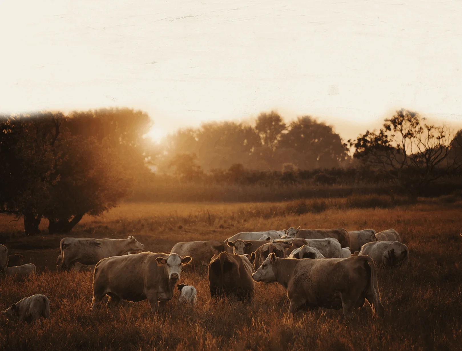 Sheep grazing in a field at sunset