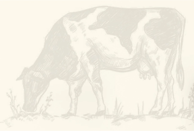 Pencil drawing of a grazing cow, facing left