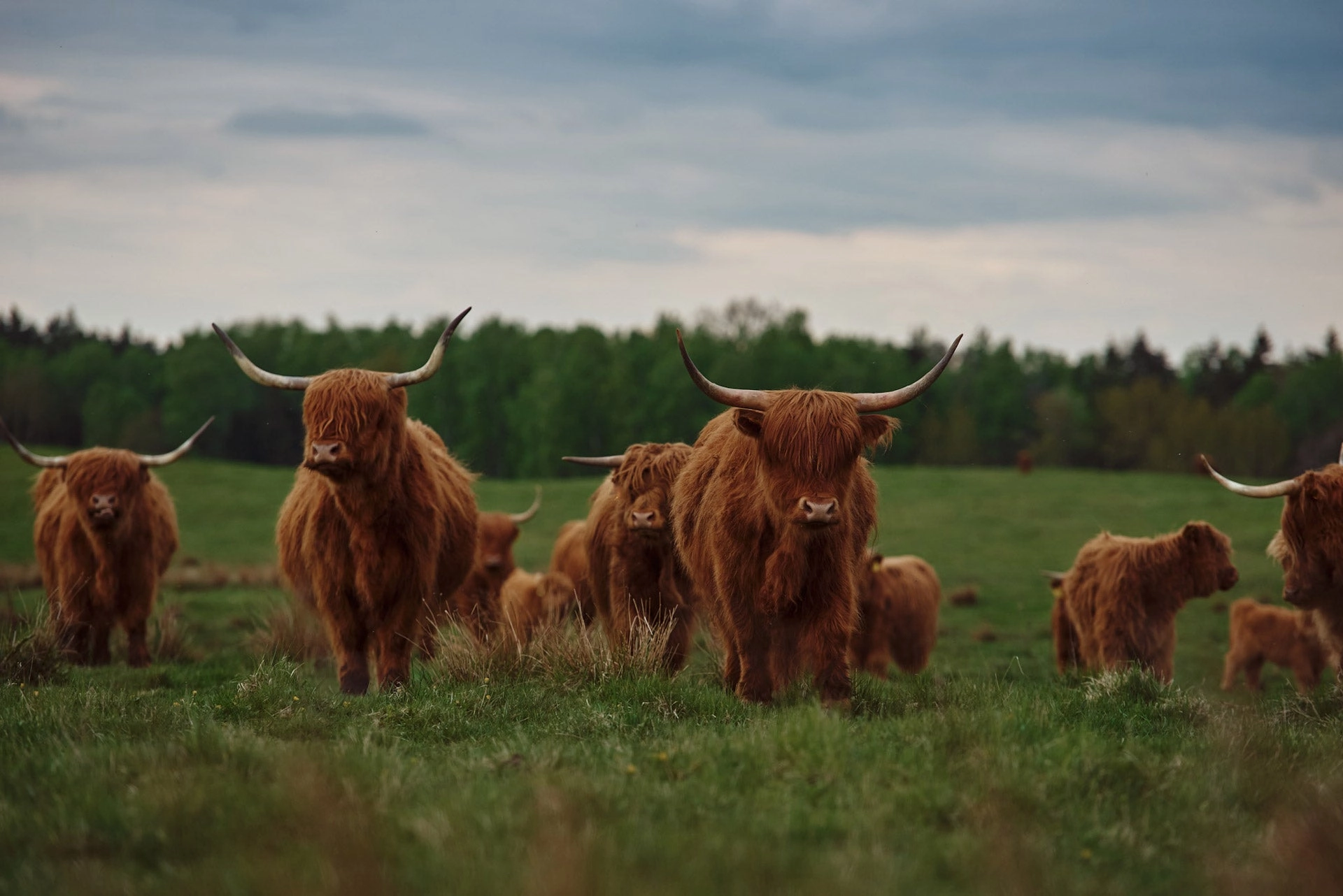 Highland cattle grazing on open pasture